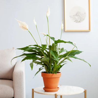 Spatiphyllum-p12-Lifestyle