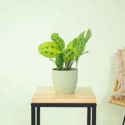Syngonium Pink Splash