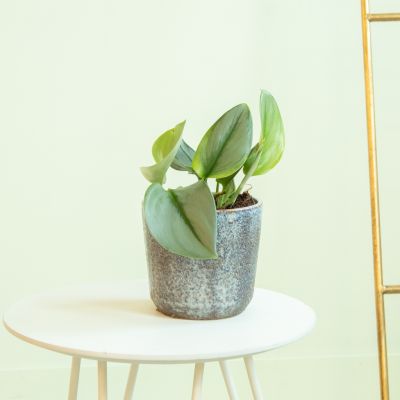 Special-plants-1024-8