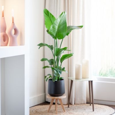 Strelitzia-Nicolai-Paradijsvogelplant-P19-L-1-1024