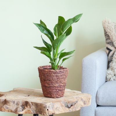 Monstera Siltepecana