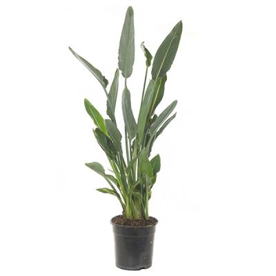 Strelitzia Reginae
