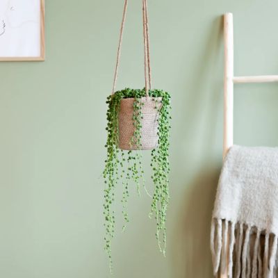 String-of-pearls-Erwtenplantje-Curio-rowleyanus-Senecio-rowleyanus-P14-8-1024