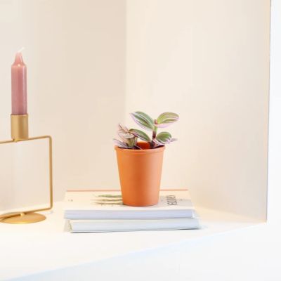 Tradescantia-nanouk-mini-XS-P6-7-1024