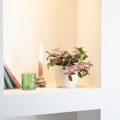 Tradescantia-zebrina-Pink-Pampas-Quadricolor-P12