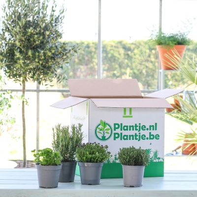 Tuin-Kruiden-Box10241