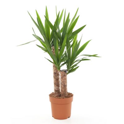Yucca elephantipes