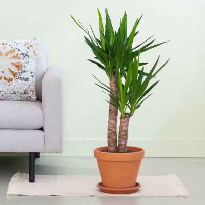 Yucca-p21-Lifestyle