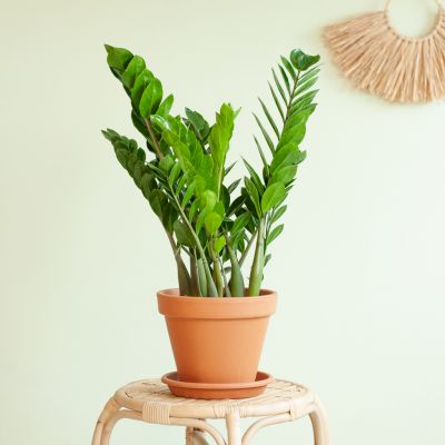 Zamioculcas-Zamiifolia-p17-Lifestyle
