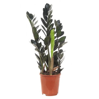 zamioculcas raven