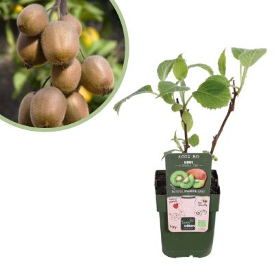 Actinidia Deliciosa Jenny - Kiwiplant - P15