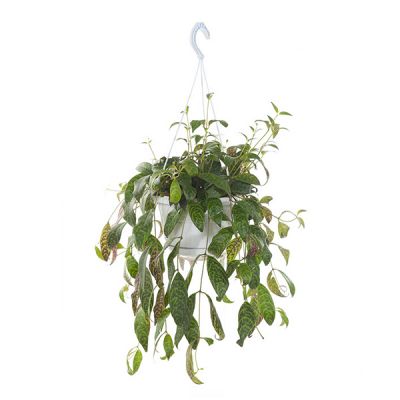 Syngonium Red Spot blad