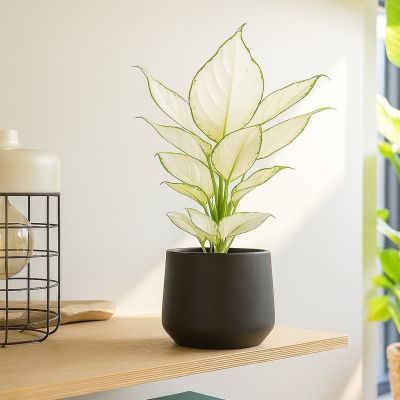 Aglaonema witte bladeren