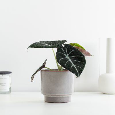 alocasia black velvet