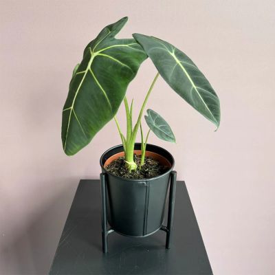 Alocasia-frydek-p12-kopie