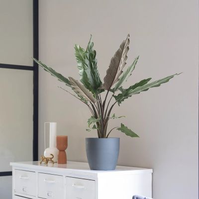 Alocasia-lauterbachiana-p19-1