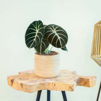 Alocasia Ninja