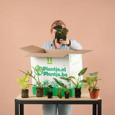 Babybox plantje 1