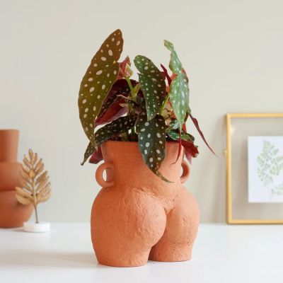 Begonia-maculata-stippen-plant-P12-in-ferra-2-1024