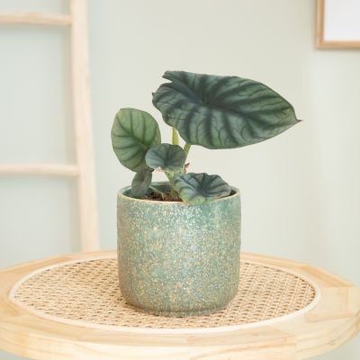 Alocasia Nebula