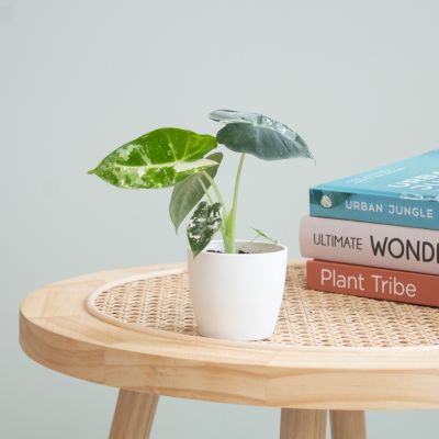 Alocasia Frydek variegata