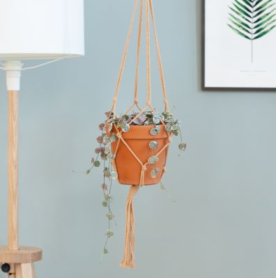 Ceropegia Woodii Variegata / chinees lantaarnplantje in pot hangend