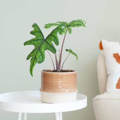 Alocasia Jacklyn
