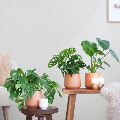 Box-4-jungle-box-sfeer-2-1024