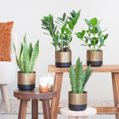 Box-6-sterke-planten-2-sfeer-1-1024