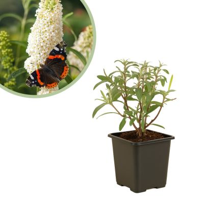 Witte vlinderplant