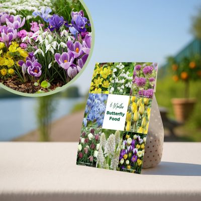 Vlinder bloembollen