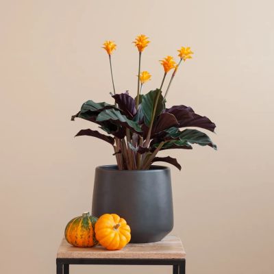 Calathea-crocata-P14-8-1024