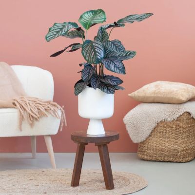 Calathea-ornata-P19-8-1024