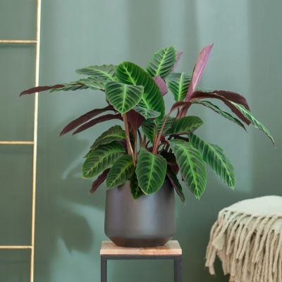 Calathea-warscewiczii-P19-6-1024