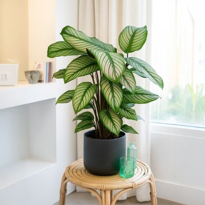 Calathea white star kopen