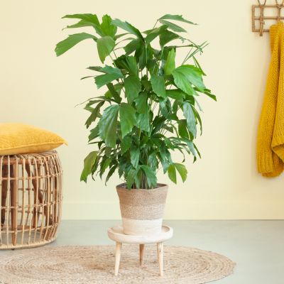 Caryota Mitis