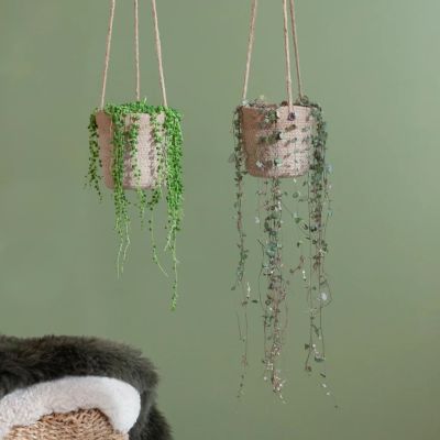 Ceropegia-woodii-string-of-hearts-en-erwtenplantje-senecio-rowleyanus-duo-hangplanten-3-1024