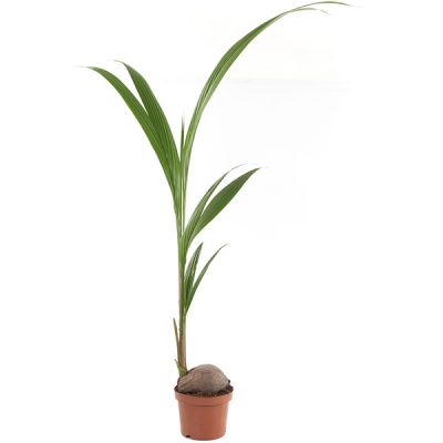kokospalm
