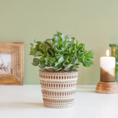 Crassula-curly-green-P12-8-1024