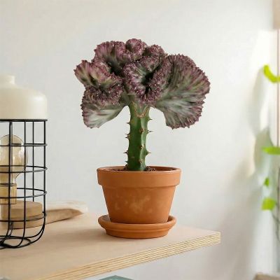 Euphorbia lactea - rode kraag - p11 - sfeer - 1