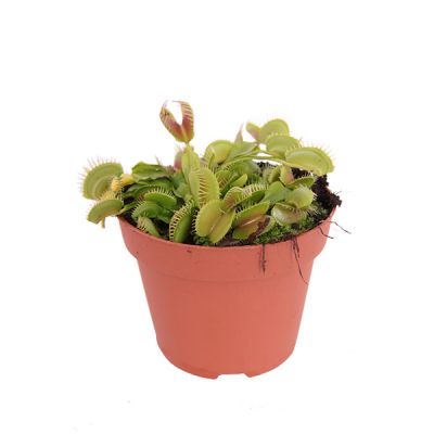 vliegenvanger dionaea