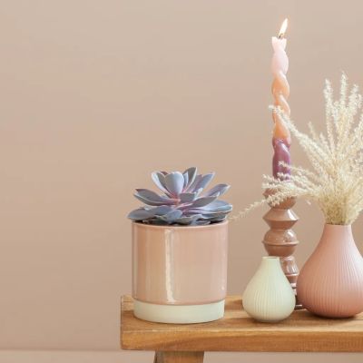 Echeveria-purple-pearl-p12-7-1024