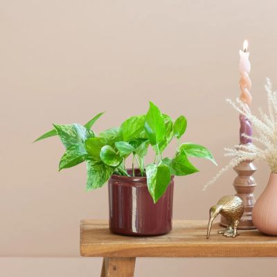 epipremnum marble queen plant