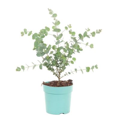 Eucalyptus-azura-p15
