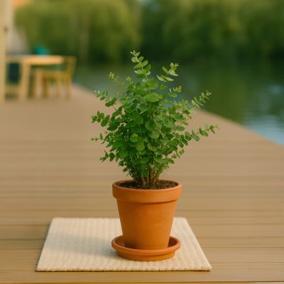 Eucalyptus-gunnii-14 kopie