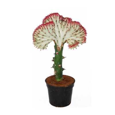 Euphorbia Lactea