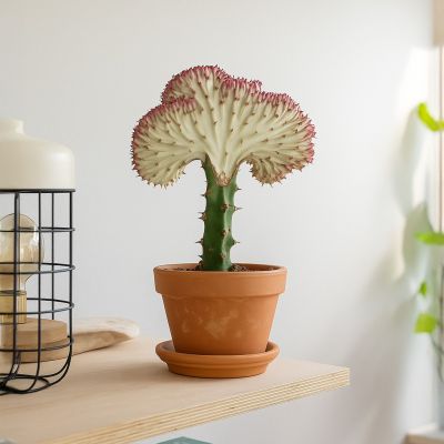 Euphorbia lactea - rode kraag - p11 - sfeer - 1