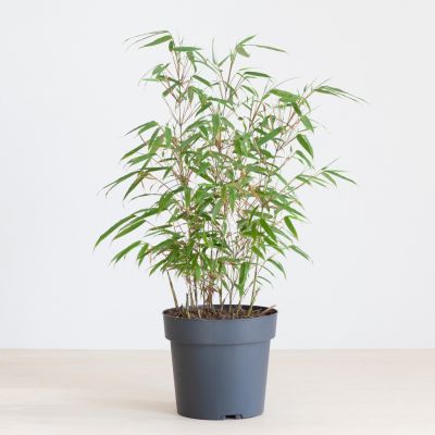 Fargesia bamboe plant