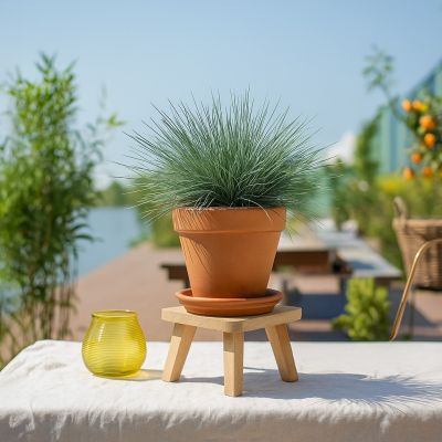 festuca glauca blue