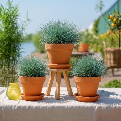 Festuca